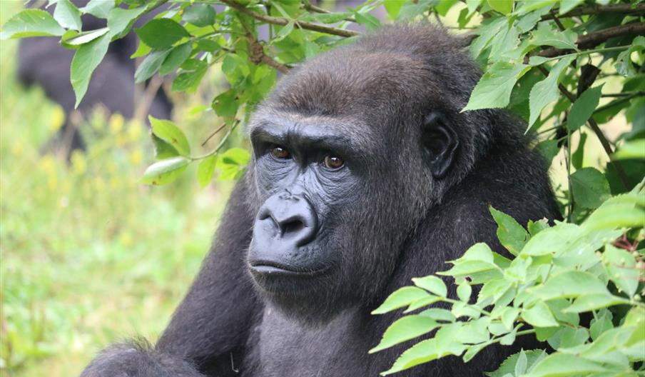 Gorilla