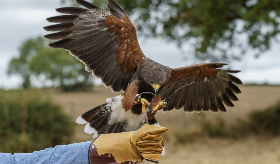 Image credit: The Falconry School