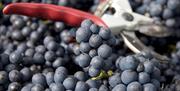 Grapes