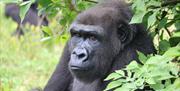 Gorilla
