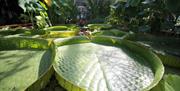 The giant Amazon waterlily credit University of Bristol Botanic Garden  - Copy (1)