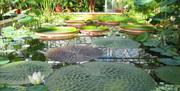 University of Bristol Botanic Garden