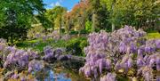 Wisteria at the Iford Manor Gardens, near Bath.