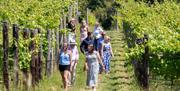 Woodchester Valley Vineyard - Vineyard Tour