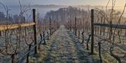 Woodchester Valley Vineyard - Vineyard Winter